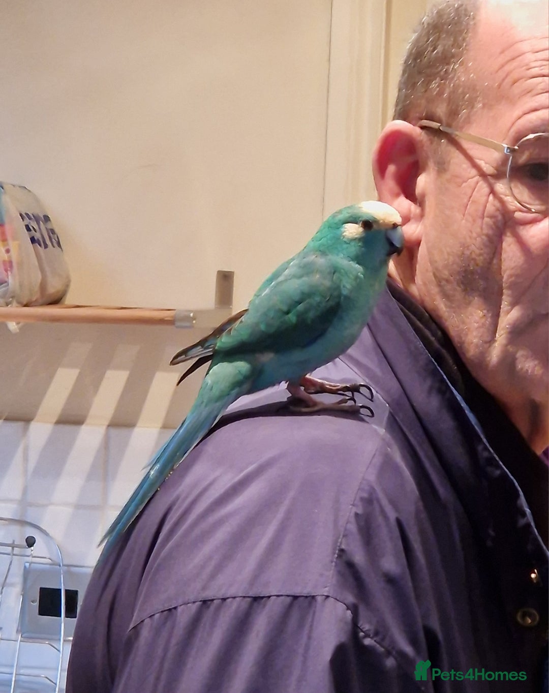 Parakeets birds for sale: Hand reared male talking Kakariki  - Advert 1