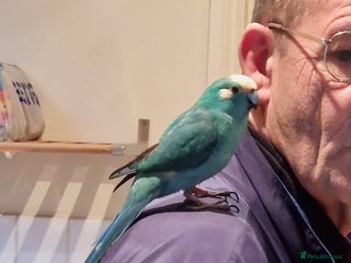 Parakeets birds Hand reared male talking Kakariki - Advert 1