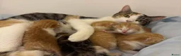 British Longhair cats for sale: Beautiful British Shorthair Tabby Kitten - Advert 15