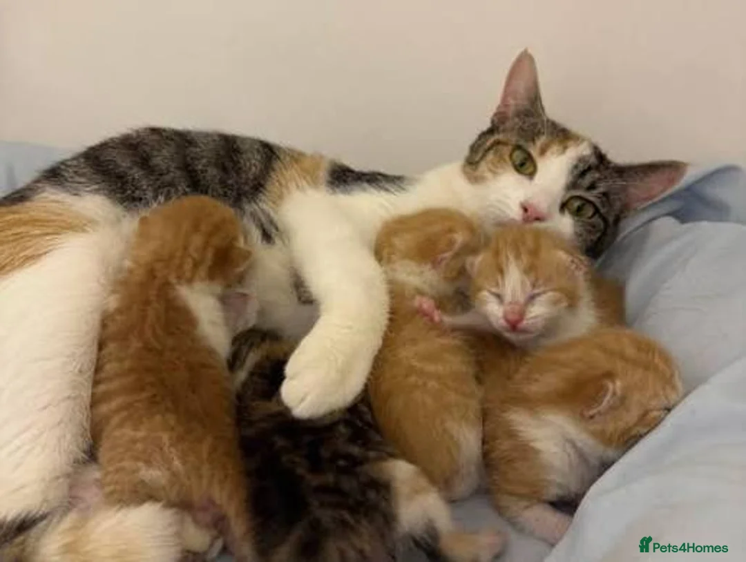 British Longhair cats for sale: Beautiful British Shorthair Tabby Kitten - Advert 15