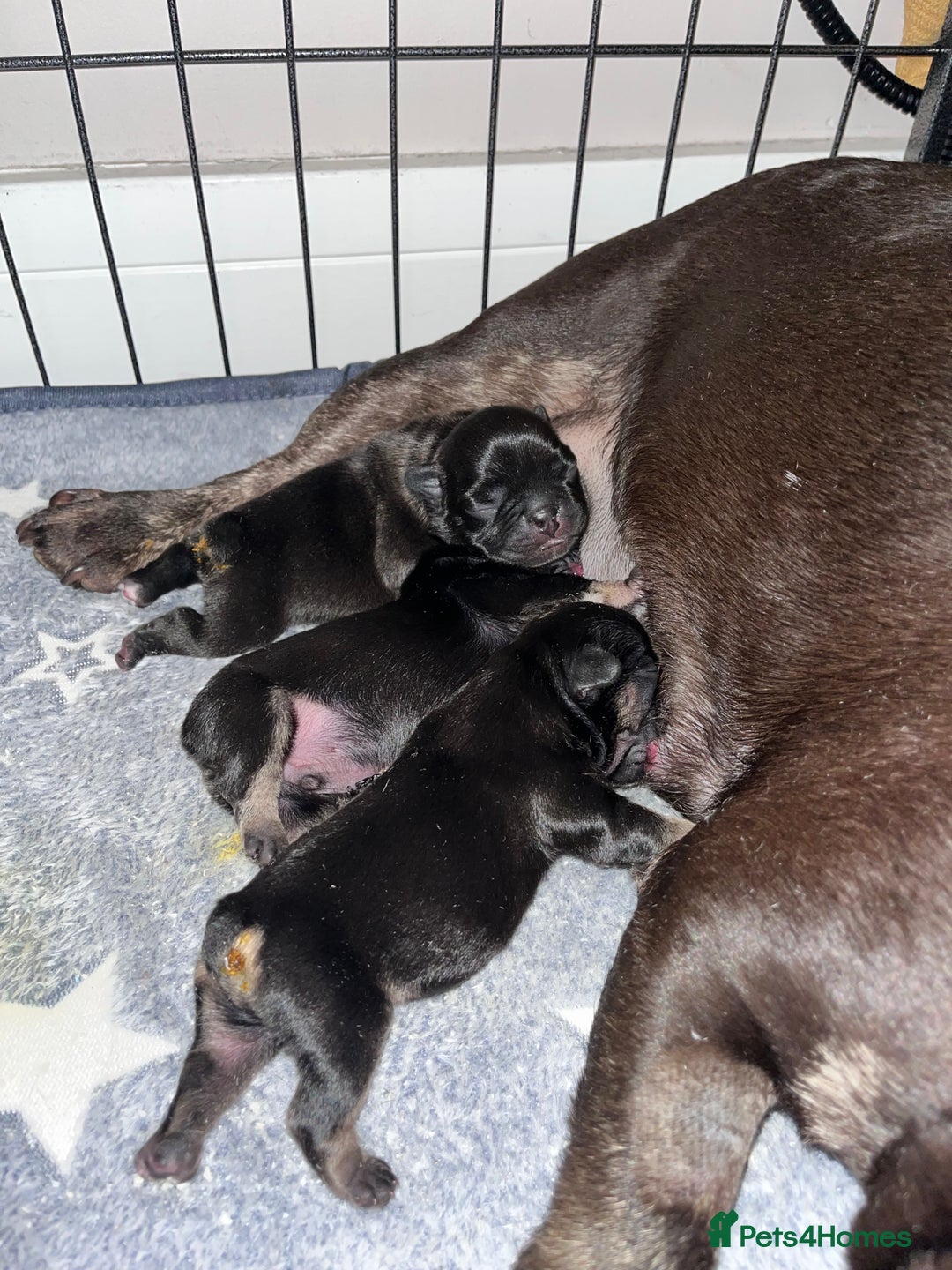 French Bulldog dogs for sale: French bulldog puppies for sale - Advert 6