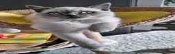 British Shorthair cats for sale: 😻BSH Colourpoint Boy,Last one available! London🥳 - Advert 10