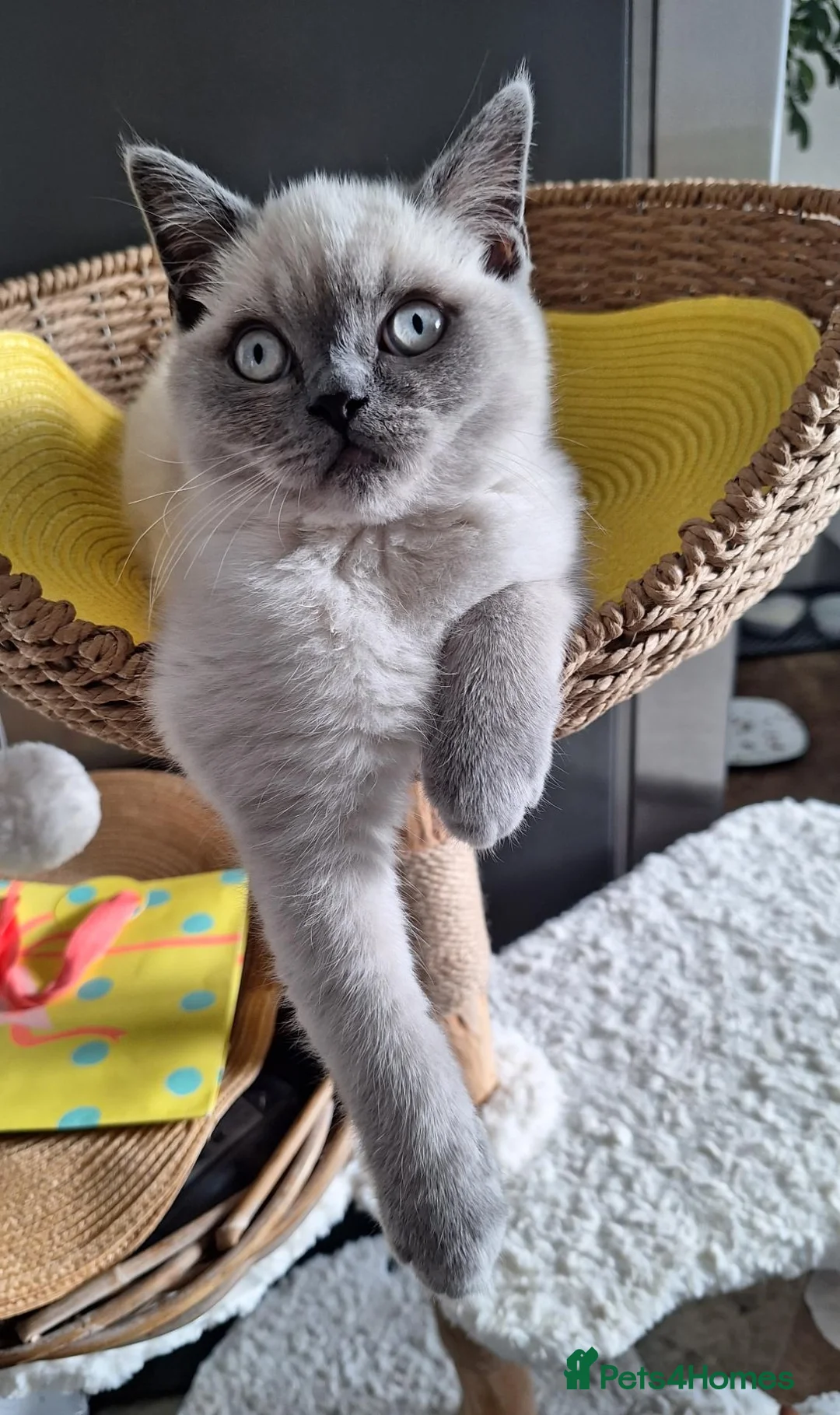 British Shorthair cats for sale: 😻BSH Colourpoint Boy,Last one available! London🥳 - Advert 10