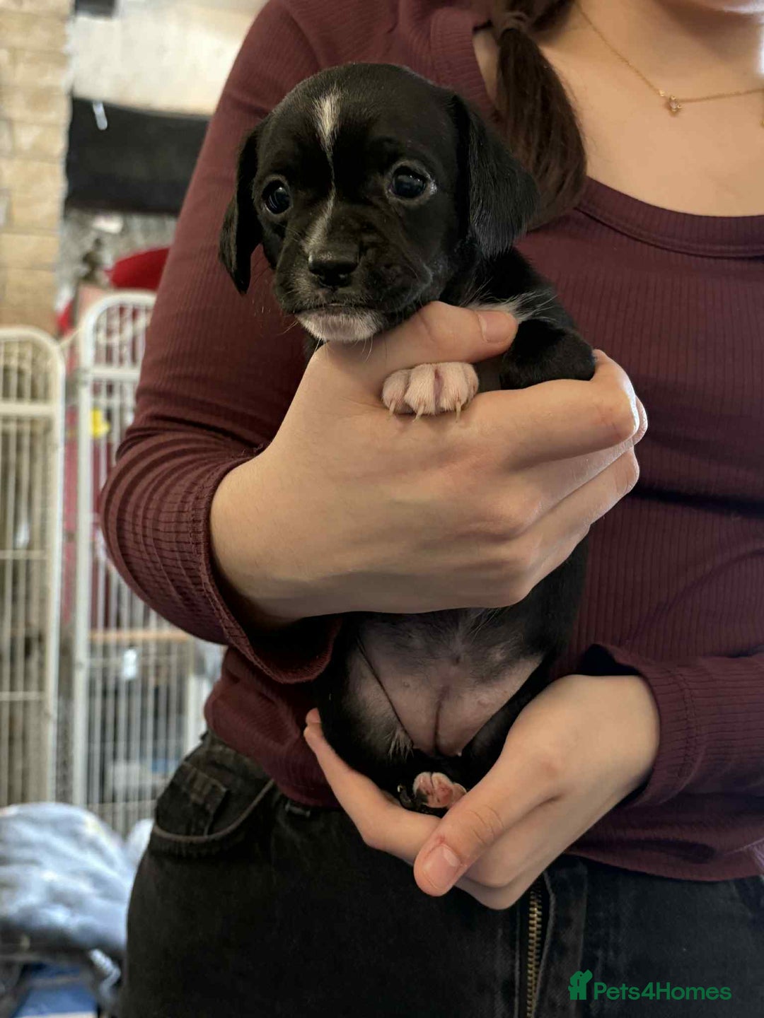 Mixed Breed dogs for sale: Frocks  - Image 35