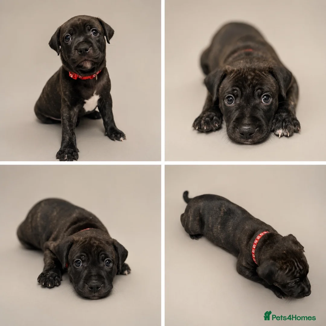 Staffordshire Bull Terrier dogs for sale: KC Staffordshire bull terrier pups  - Advert 1