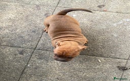 Olde English Bulldogge dogs for sale: Oldie British bull puppies - Image 12