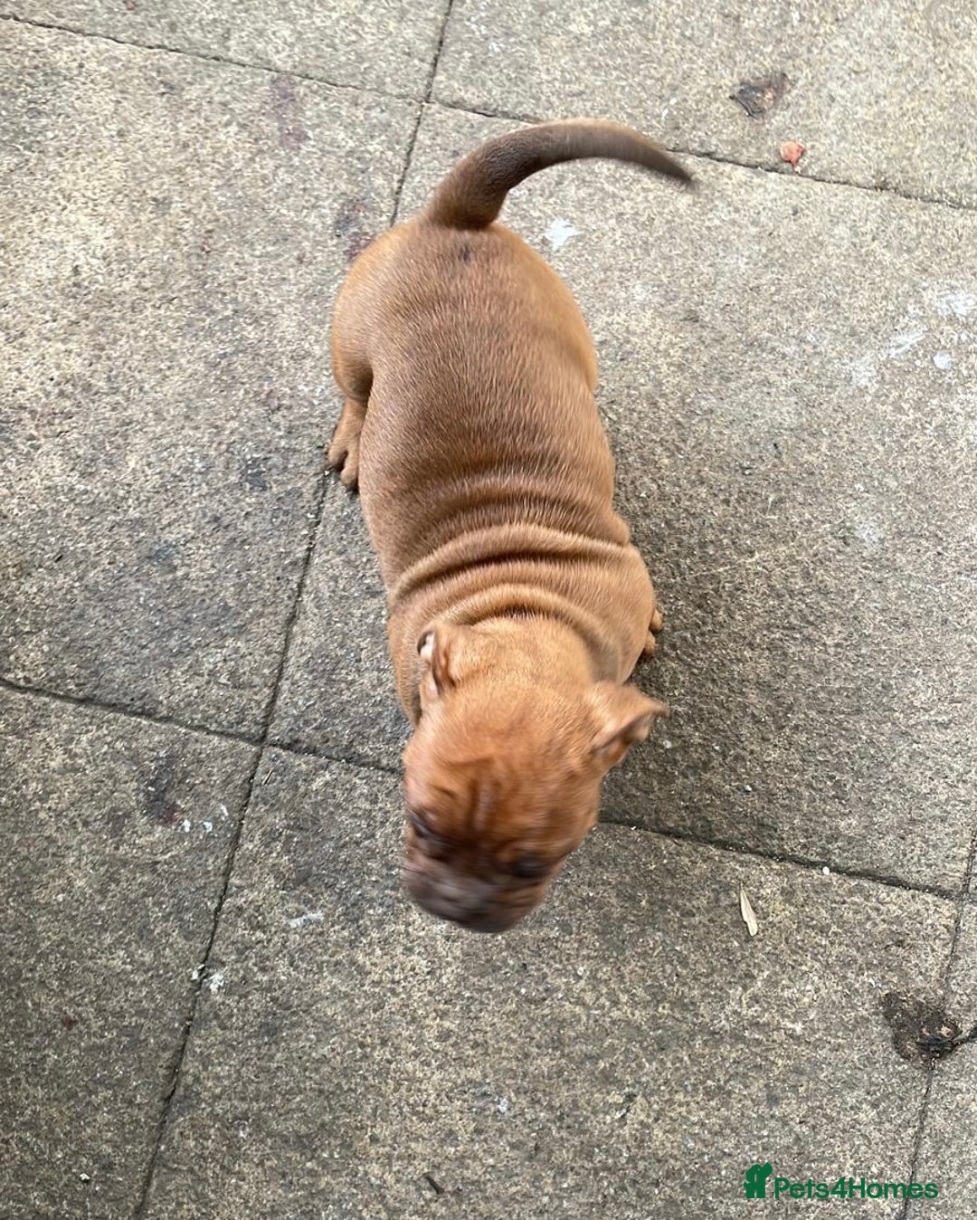 Olde English Bulldogge dogs for sale: Oldie British bull puppies - Image 12