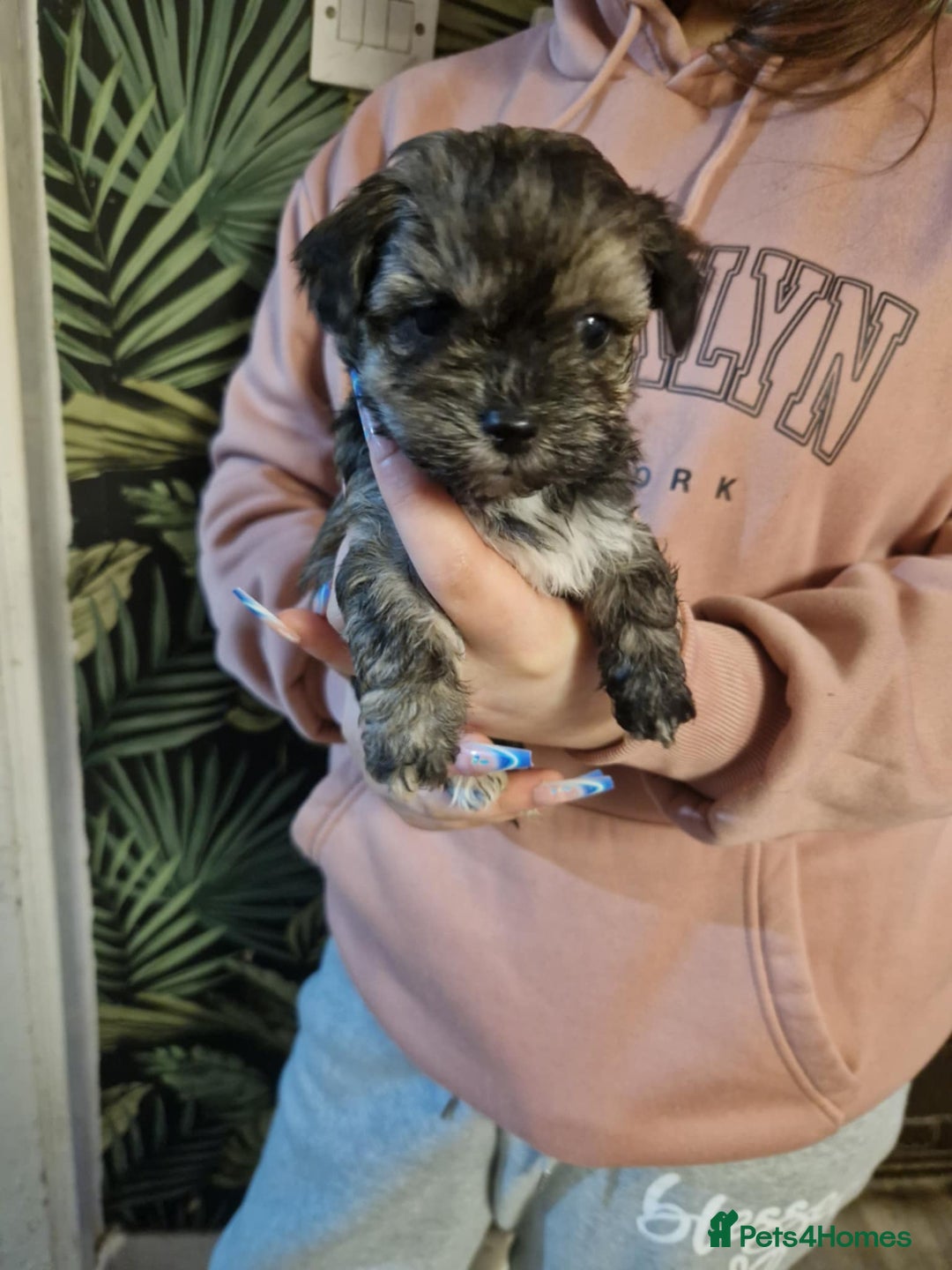 Mixed Breed dogs for sale: Lhasa Apso X Yorkshire terrier - Advert 4