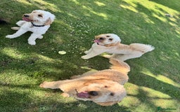 Mini Goldendoodle dogs for sale: Miniature Goldendoodle Puppies – Therapy Dog Mum - Image 15