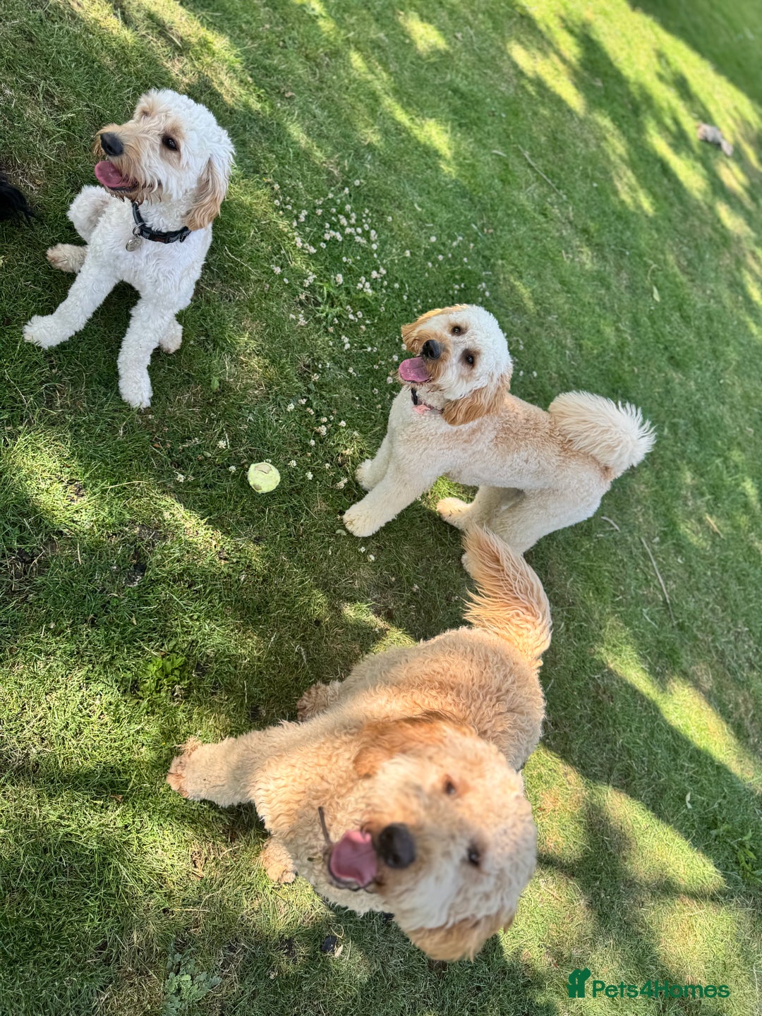 Mini Goldendoodle dogs for sale: Miniature Goldendoodle Puppies – Therapy Dog Mum - Image 15