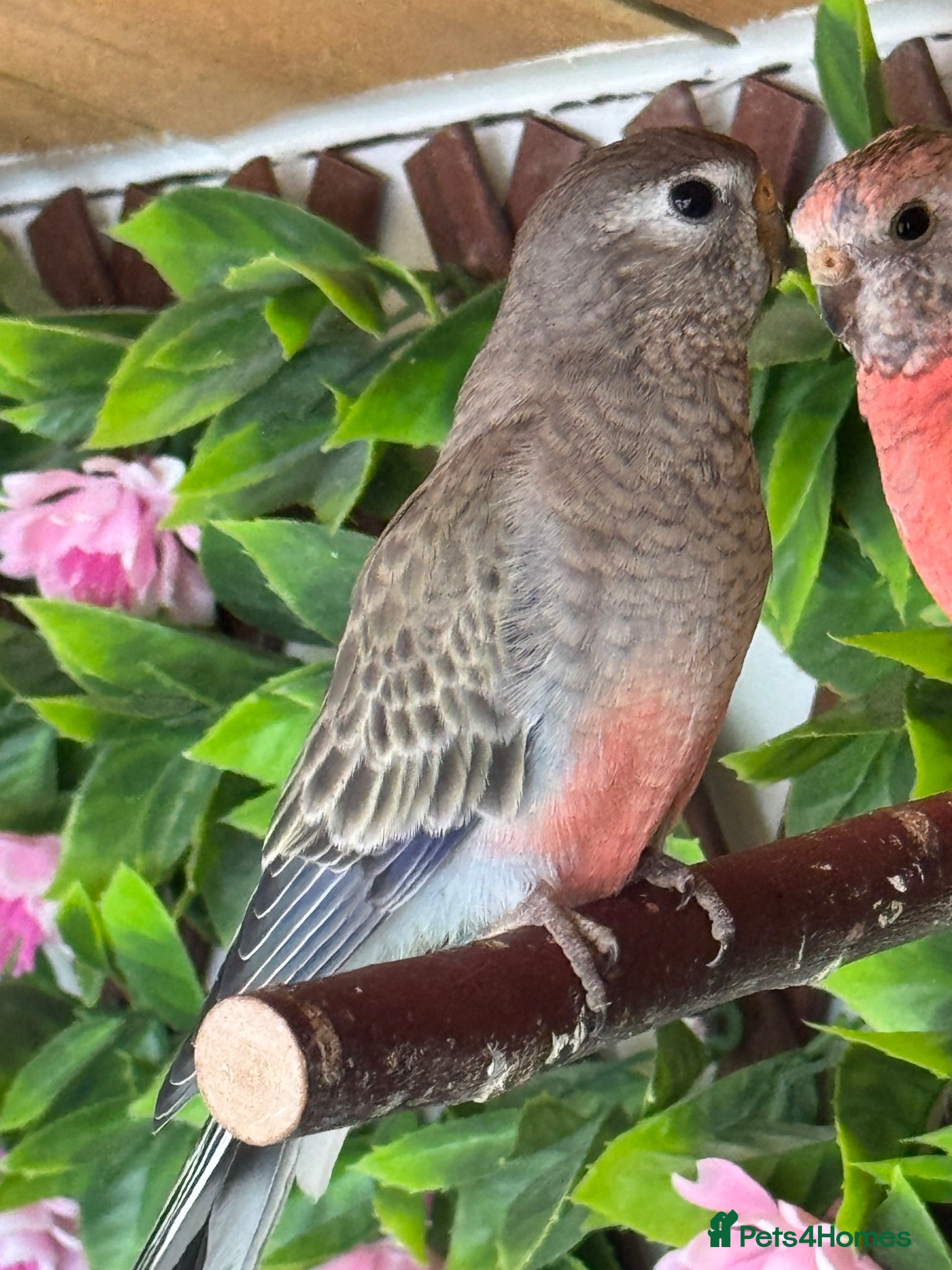 Parakeets birds Young Rosebourke parakeet - Advert 18
