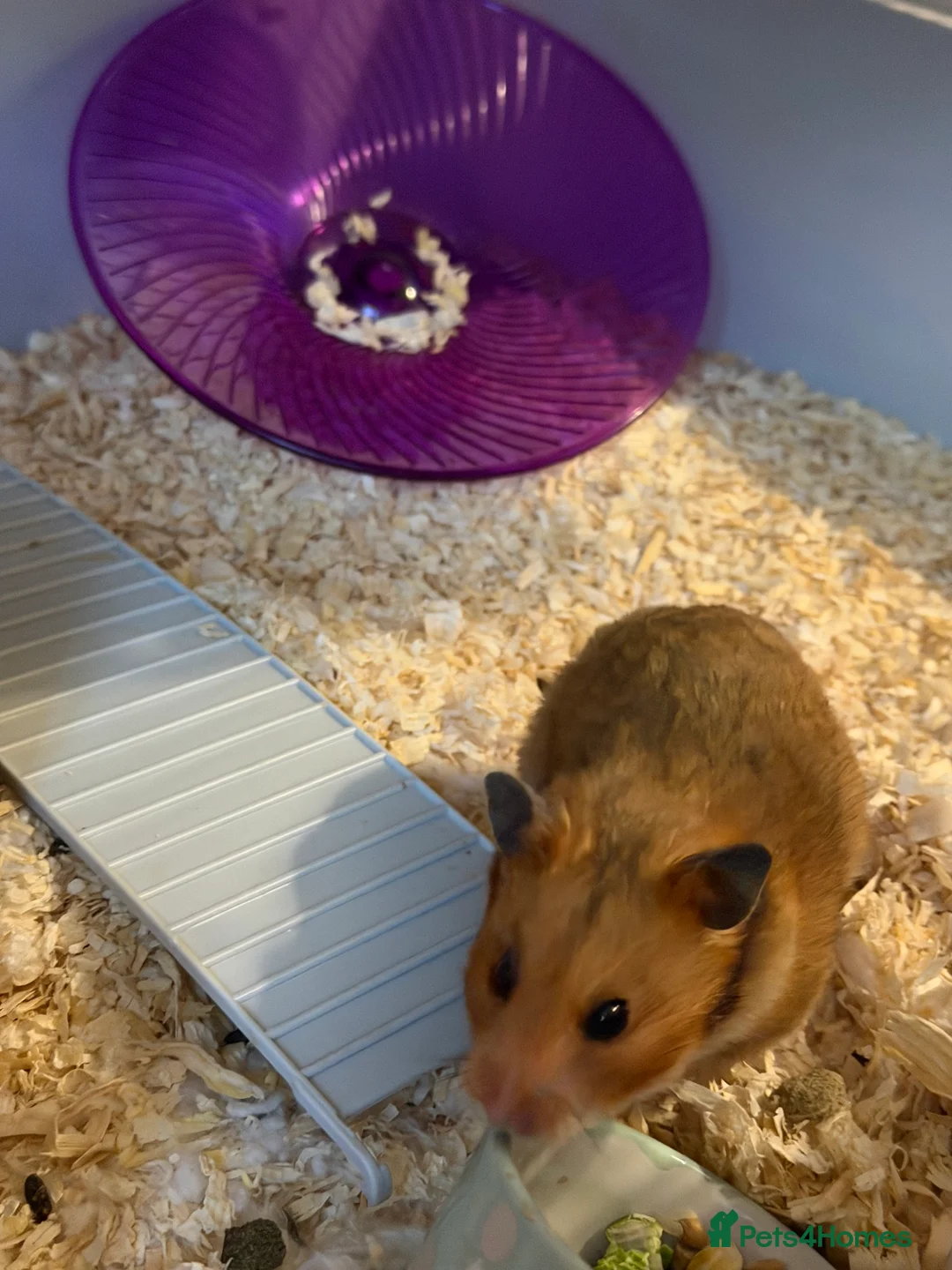 Hamster rodents for sale: 2 syrian hamsters 1 male 1 female - Advert 5