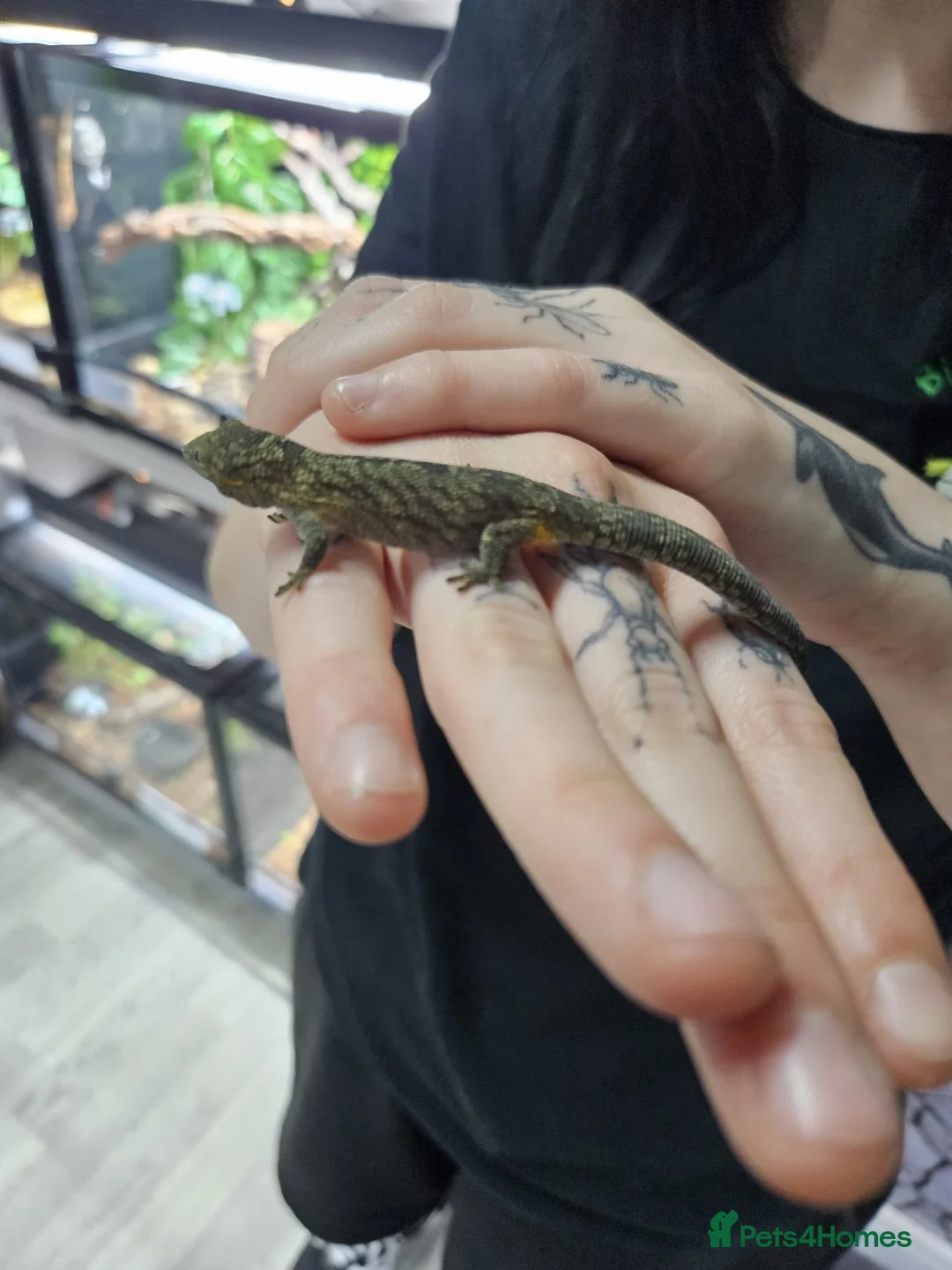 Gecko reptiles for sale: Bauer’s Chameleon Gecko - Advert 3