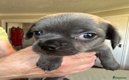 Chihuahua dogs for sale: Chihuahua puppies for sale - Image 2