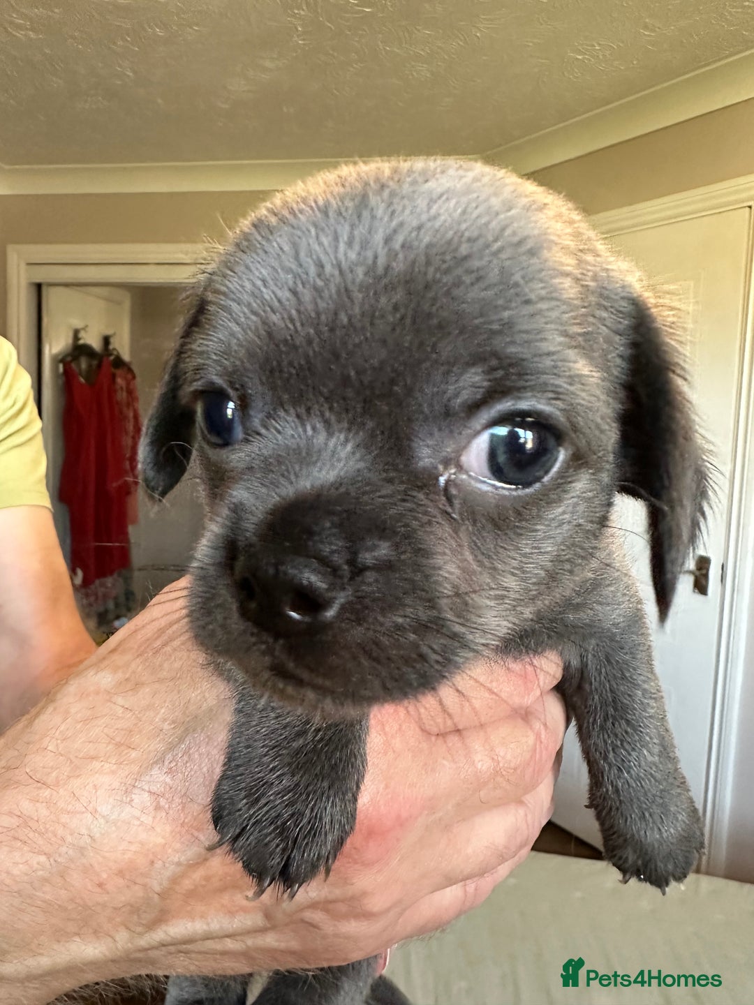 Chihuahua dogs for sale: Chihuahua puppies for sale - Image 2