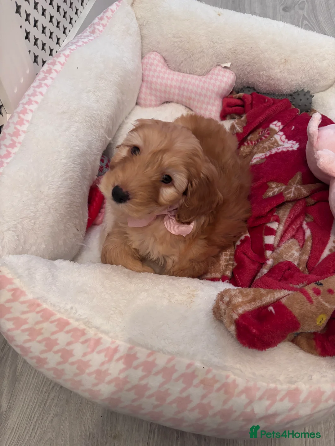 Cockapoo dogs for sale: Female cockapoo - Advert 5