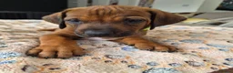 Rhodesian Ridgeback dogs for sale: KC Registered Rhodisian Ridgebacks  - Advert 17
