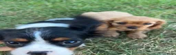 Cavalier King Charles Spaniel dogs for sale: Beautiful Cavalier Puppies Looking for Forever in Ashford - Advert 19
