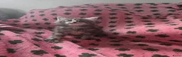 Maine Coon cats for sale: Maine coon kittens - Advert 6