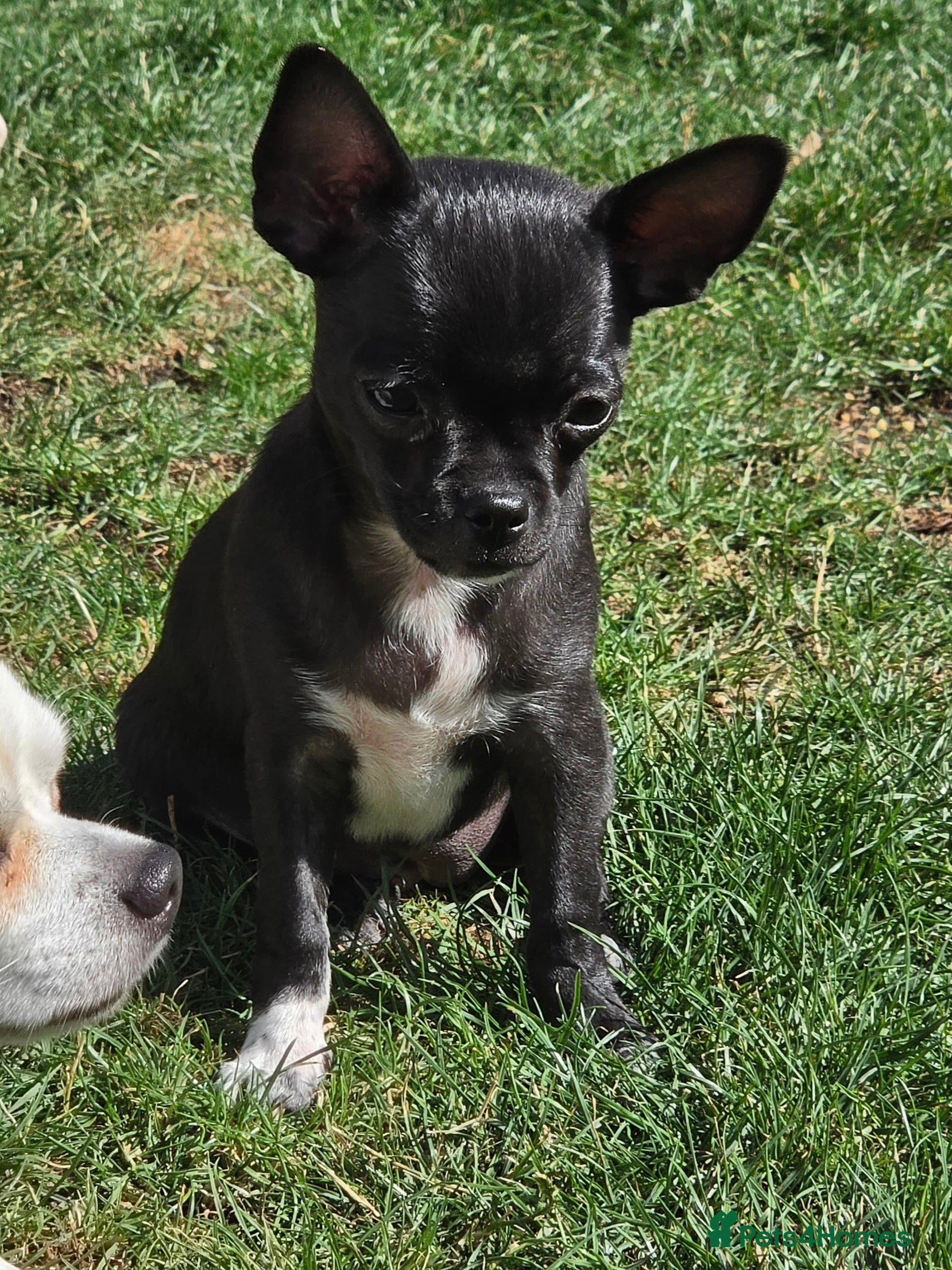 Chihuahua dogs 🐾Chihuahua Girl ready for forever loving homes - Advert 2