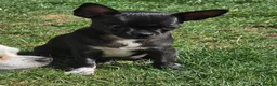 Chihuahua dogs for sale: 🐾Chihuahua Girl ready for forever loving homes - Advert 2