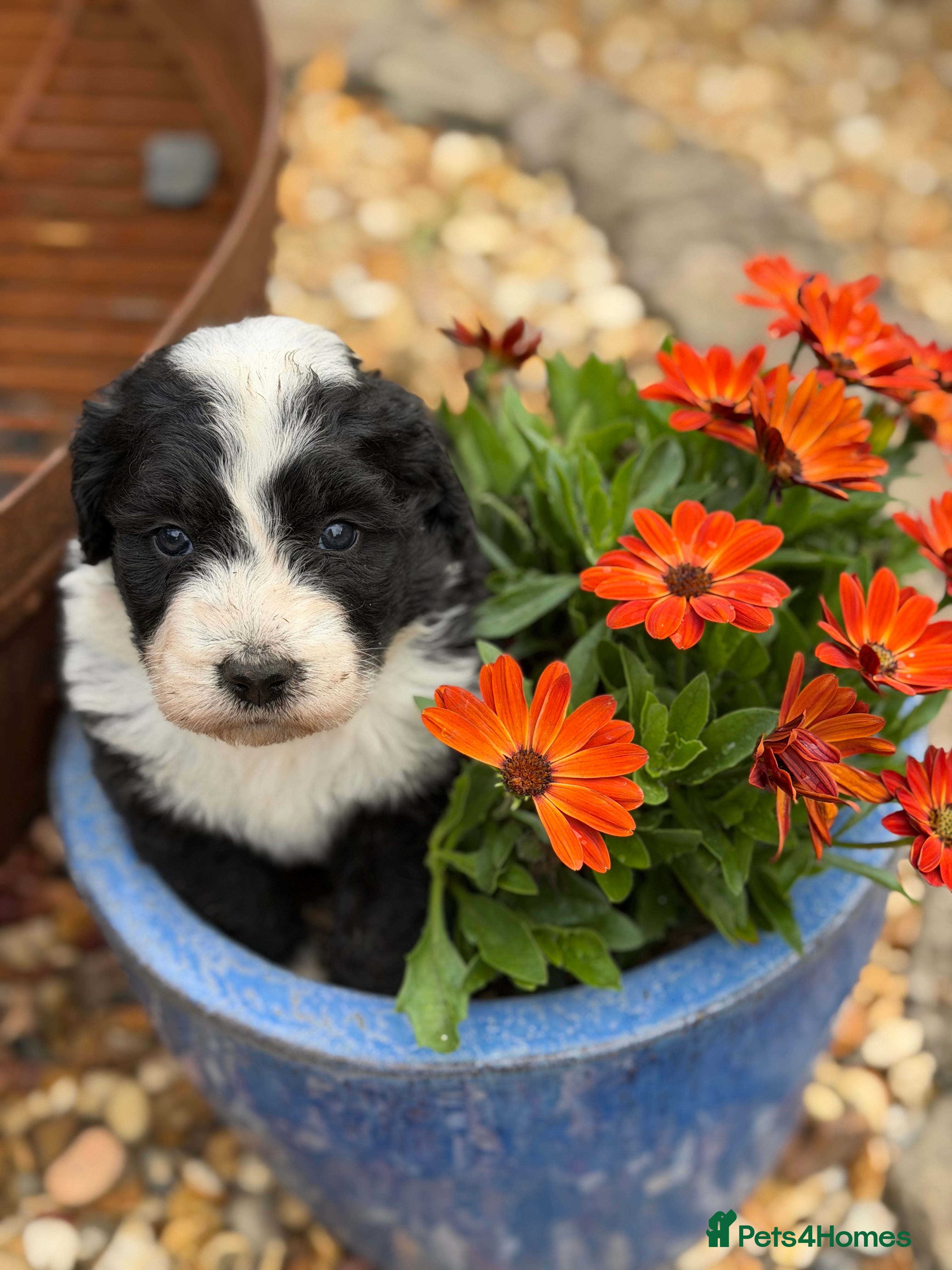 Bernedoodle dogs Bernadoodle pups homebred  - Advert 2