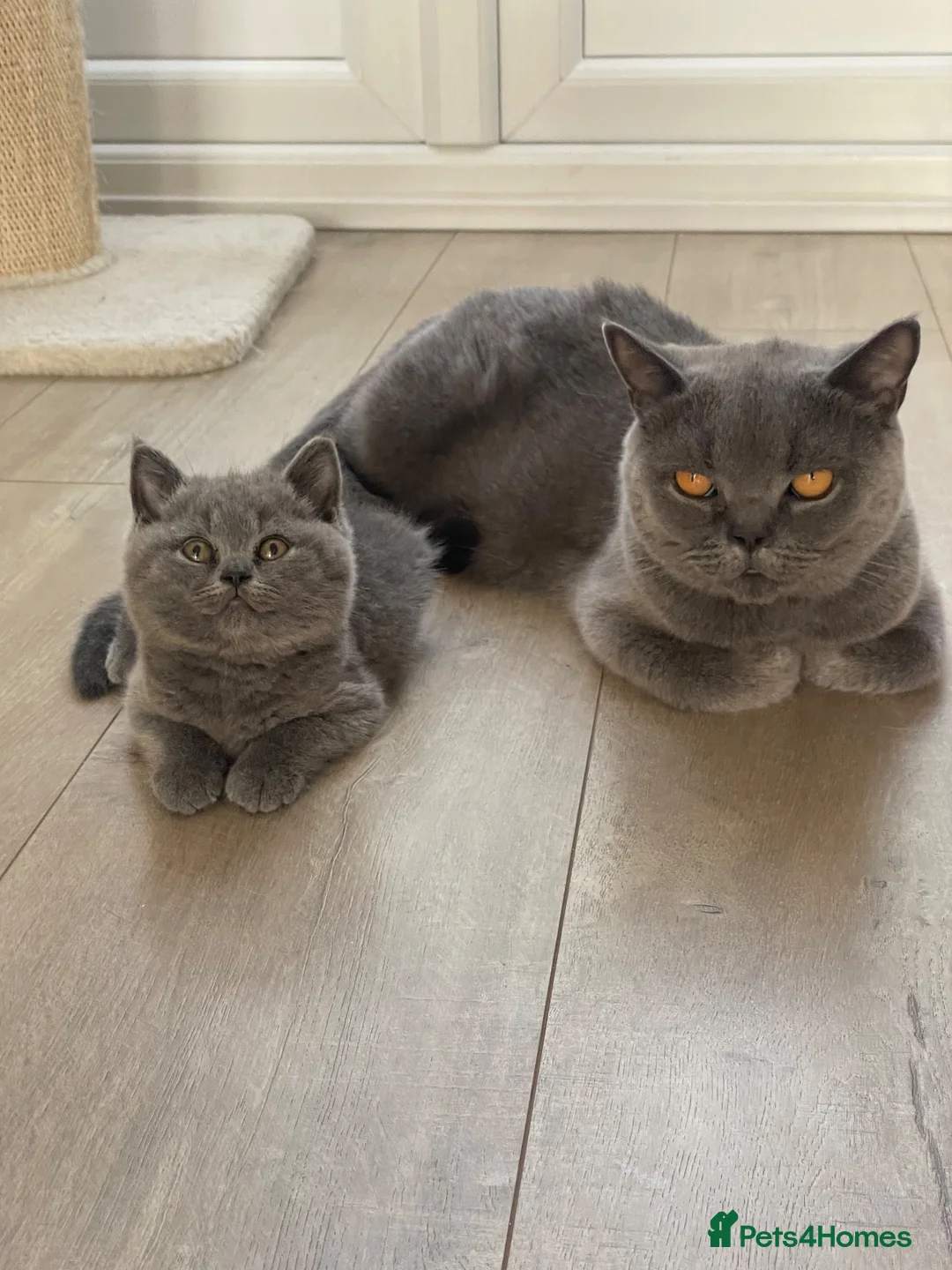 British Shorthair cats for sale: Champion Bloodline British shorthair kittens - Advert 1