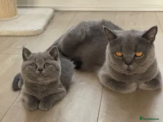British Shorthair cats Champion Bloodline British shorthair kittens - Advert 5
