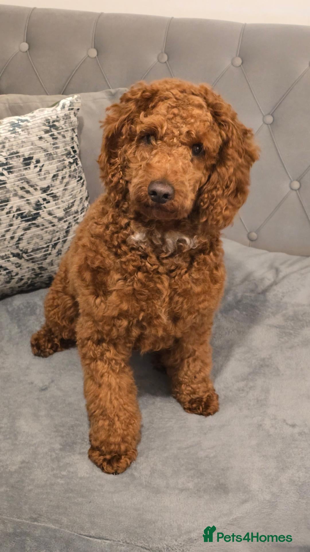 Cockapoo dogs for sale: 1-Year-Old Cockapoo Looking for His Forever Home - Advert 2
