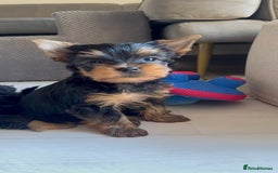 Yorkshire Terrier dogs for sale: Last girl ready🥰 Pedigree Yorkshire Terrier Puppy - Image 27