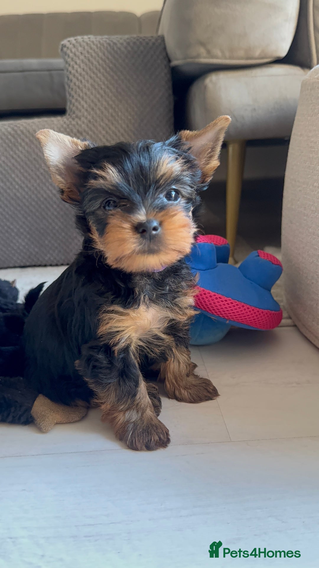 Yorkshire Terrier dogs for sale: Last girl ready🥰 Pedigree Yorkshire Terrier Puppy - Image 27