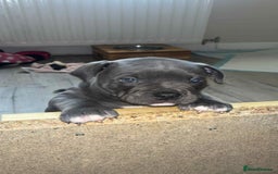 Mixed Breed dogs for sale: Beautiful pups with stunning markings  - Image 2