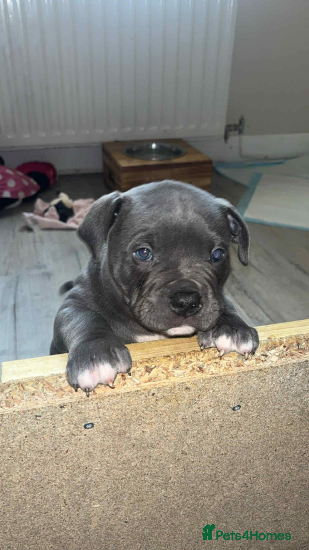 Mixed Breed dogs for sale: Beautiful pups with stunning markings  - Image 2