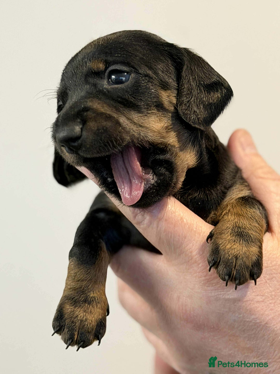 Dachshund dogs for sale: Miniature Dachshunds puppies - Advert 8