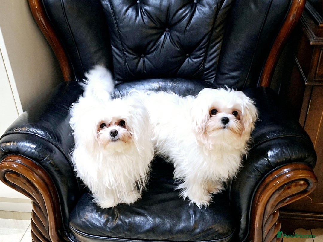 Maltese dogs for sale: Mini Maltese Puppys - Image 4