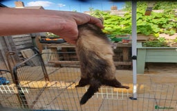 Ferret rodents for sale: 3 polecat jills - Image 4