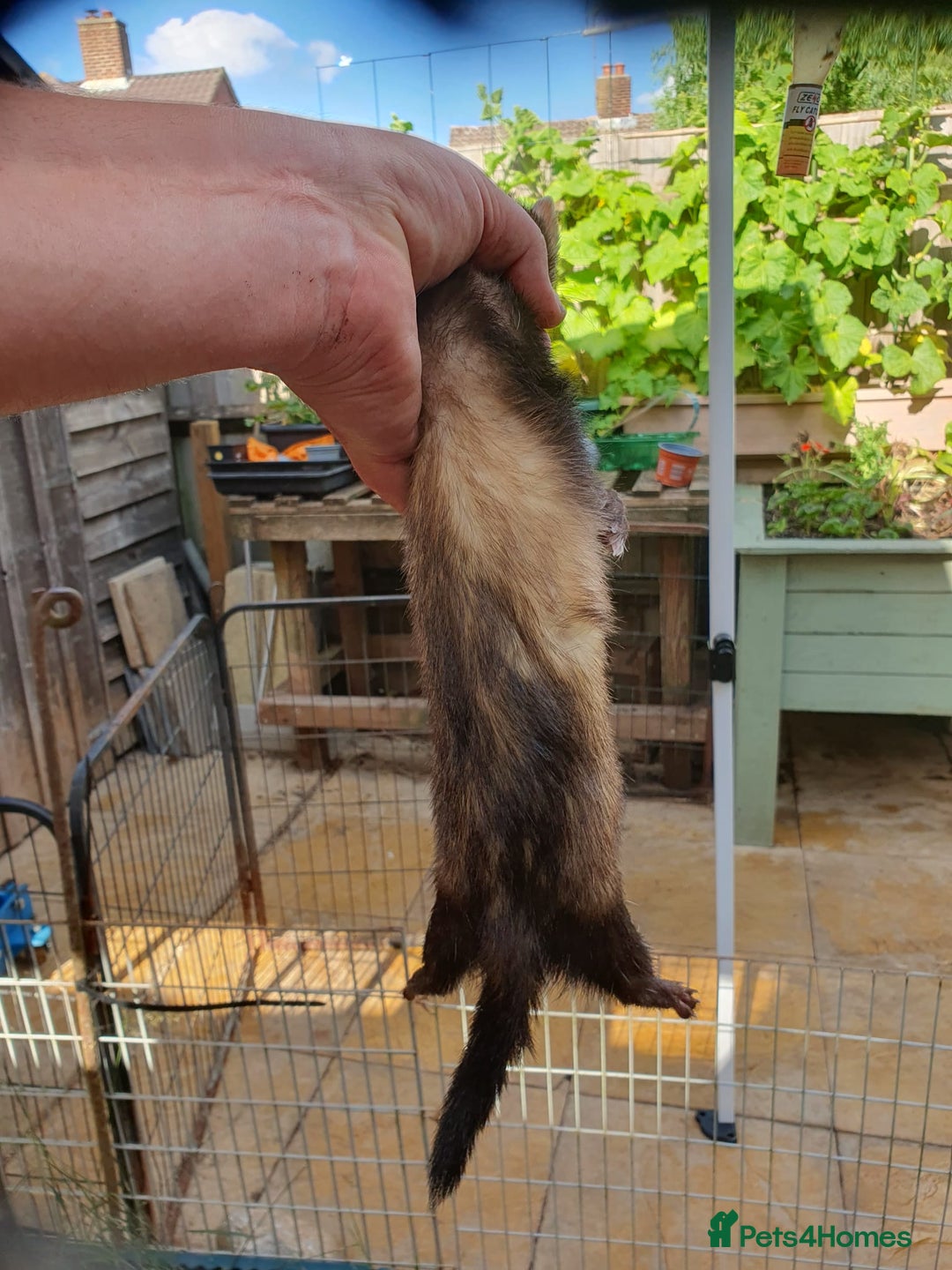 Ferret rodents for sale: 3 polecat jills - Image 4