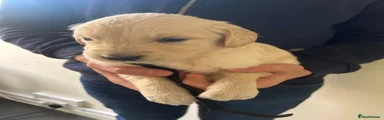 Golden Retriever Puppy 4