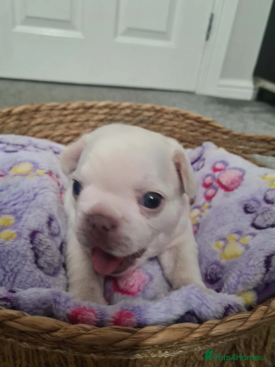 French Bulldog dogs for sale: French bulldog pups  - Advert 2