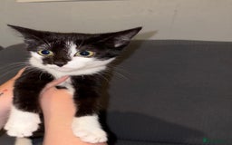 Mixed Breed cats for sale: Mix of cats to go asap (fr33 to good home)  - Image 5