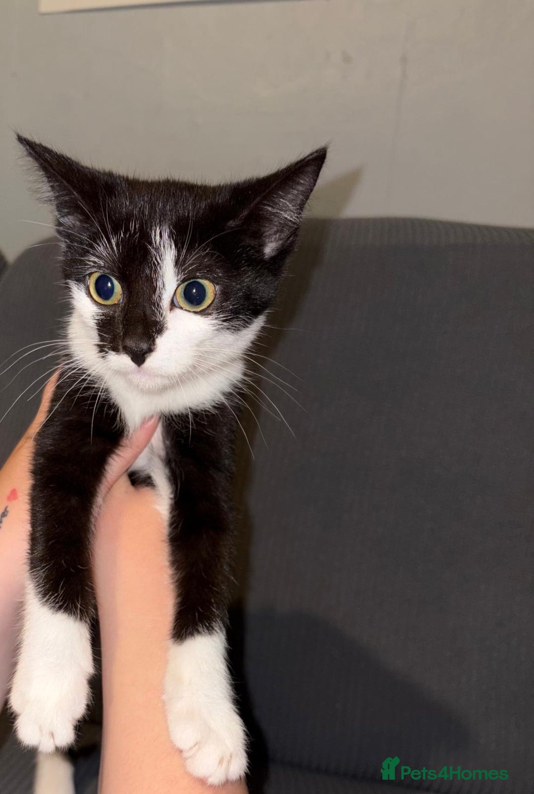 Mixed Breed cats for sale: Mix of cats to go asap (fr33 to good home)  - Image 5
