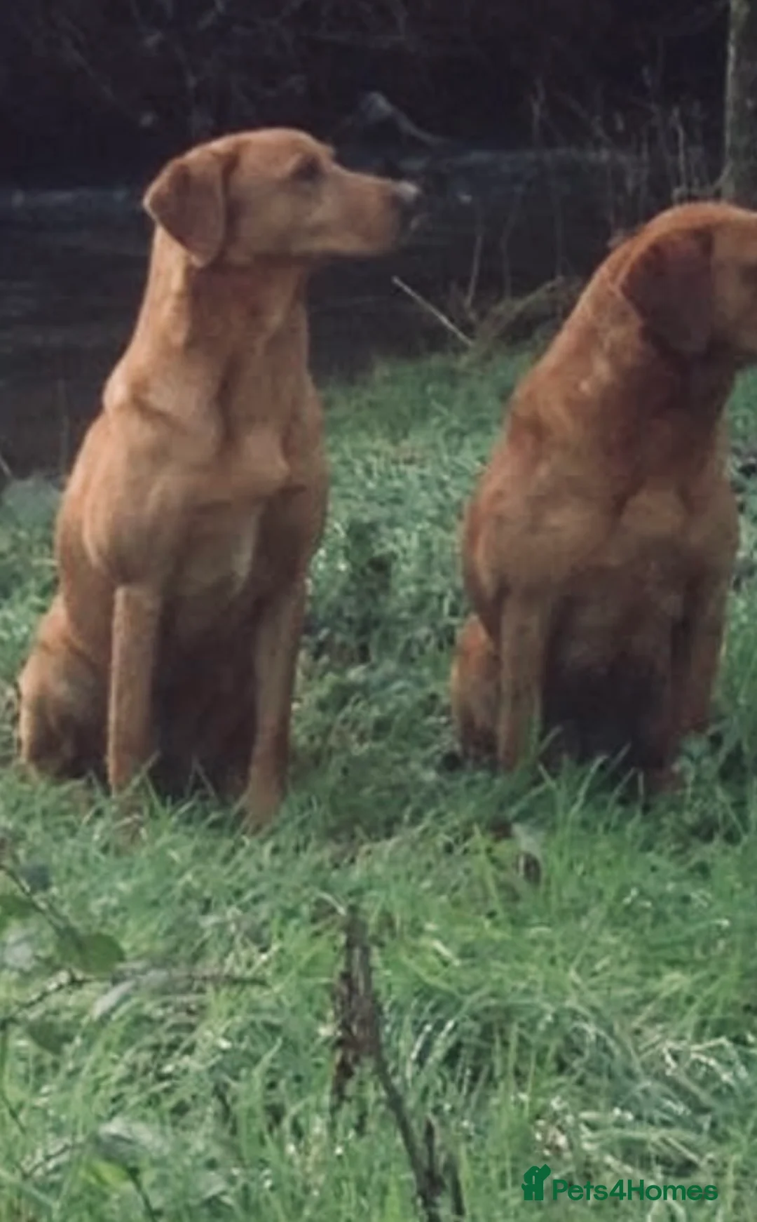 Labrador Retriever dogs for sale: Labrador puppies  in Bideford - Advert 5