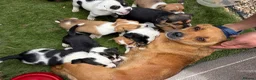 Jack Russell dogs for sale: Jack Russel puppies  - Advert 11