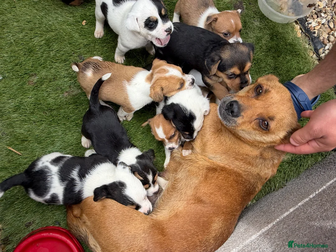 Jack Russell dogs for sale: Jack Russel puppies  - Advert 11