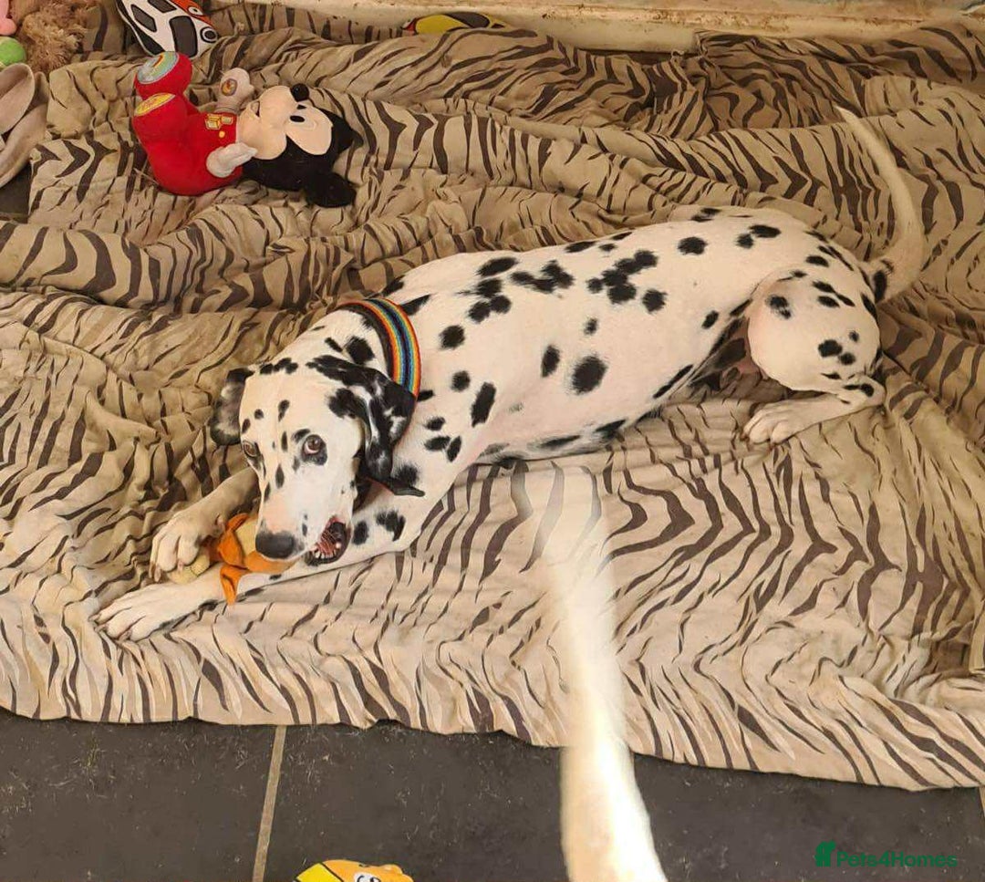 Dalmatian dogs for sale: Beautiful boy pups ready for a forever home - Image 6