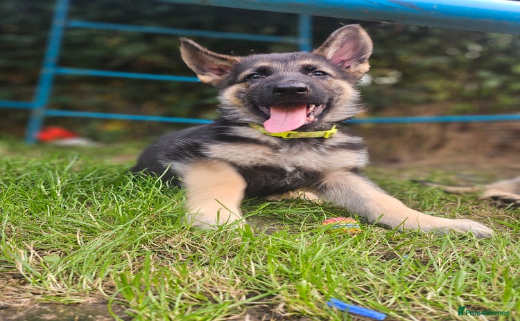 German Shepherd dogs - Advert 2