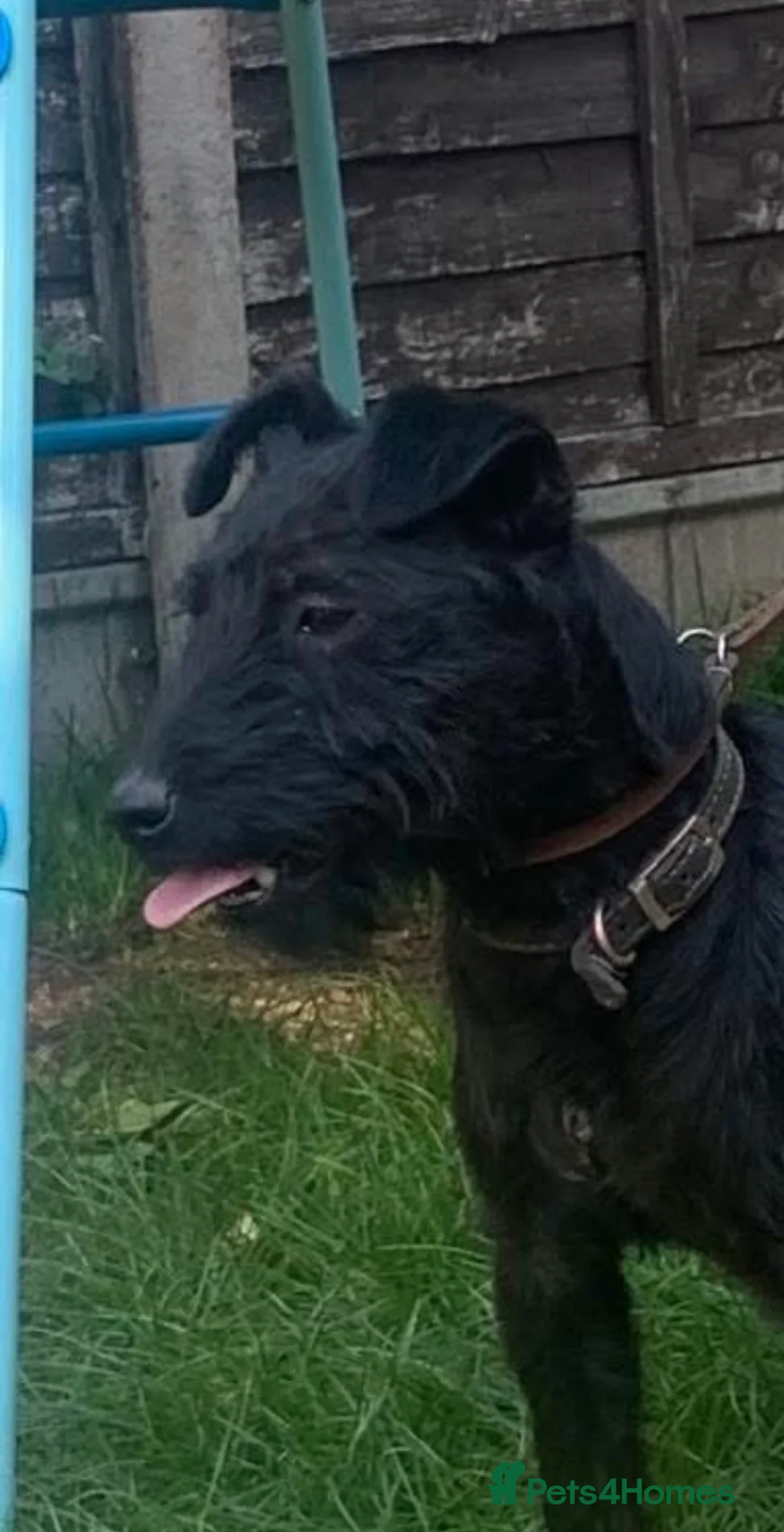 Patterdale Terrier dogs for stud: Top quality patterdale fell terrier at stud  - Advert 2