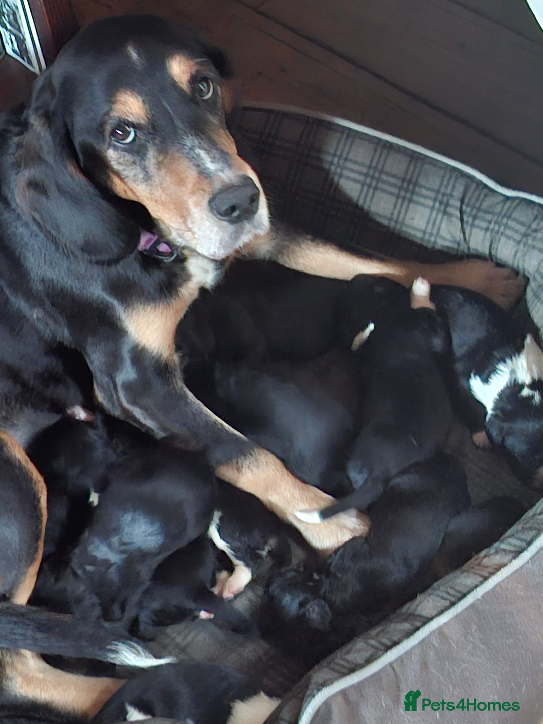 Mixed Breed dogs for sale: Beautiful Puppies. Girls & Boys. Spaniel x Collie - Advert 2