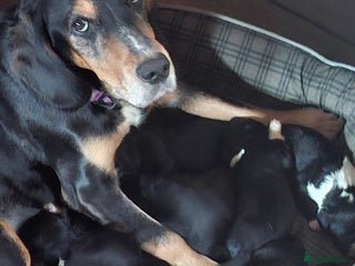 Mixed Breed dogs Beautiful Puppies. Girls & Boys. Spaniel x Collie - Advert 7