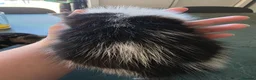 Mixed Breed cats for sale: FREE! 3 kittens / 1 female 2 males - Advert 6